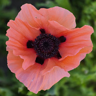 Papaver or. 'Aglaya'