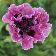 Papaver or. 'Bolero' ®