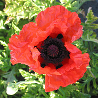 Papaver or. 'Bonfire'
