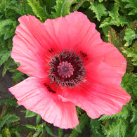 Papaver or. 'Burning Heart'