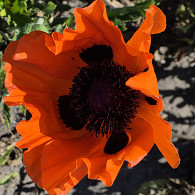 Papaver or. 'Eyecatcher'