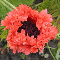 Papaver or. 'Forncett Summer'