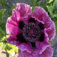 Papaver or. 'Harlem'