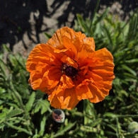 Papaver or. 'Harvest Moon'
