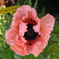 Papaver or. 'Mrs Perry'