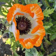 Papaver or. 'Picotee'