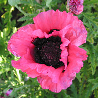 Papaver or. 'Raspberry Queen'