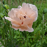 Papaver or. 'Rococo' ® trademark