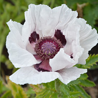 Papaver or. 'Snow Goose'