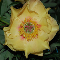 (I) 'Garden Treasure'