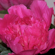 (LD) 'Bouquet Perfect'