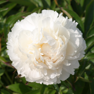 (LD) 'Bowl of Cream'