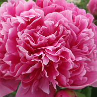 (LD) 'Edulis Superba'