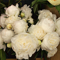 (LD) 'Mme Claude Tain'