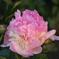 (LD) 'Raspberry Sundae'