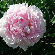 (LD) 'Sarah Bernhardt'