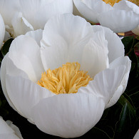 (LE) 'Jan van Leeuwen'